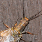 Spring Fishfly or Dobsenfly (adult)