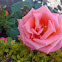 Rose ( गुलाब )