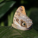 Owl Butterfly