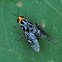 Yellow-headed Soldier Fly