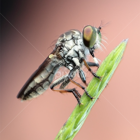 Eating Time by Ellmok Mokh - Animals Insects & Spiders