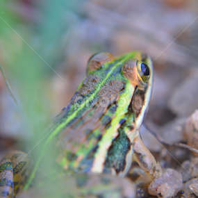 by Soumyakanti Pal - Animals Amphibians