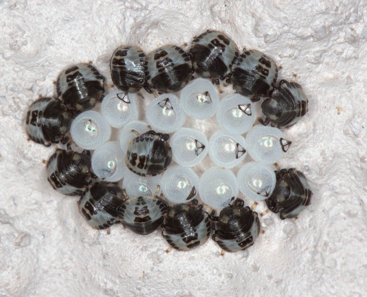 Stink Bug Nymphs (1st instar)