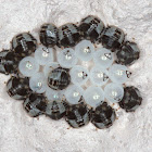 Stink Bug Nymphs (1st instar)