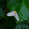 Snouted Tiger moth