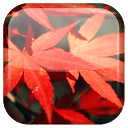 Autumn Live Wallpaper mobile app icon