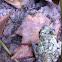 Gray Tree Frog