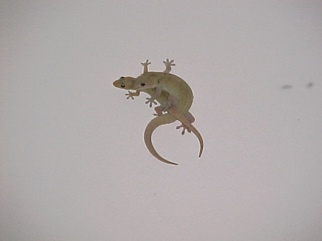 House Geckos