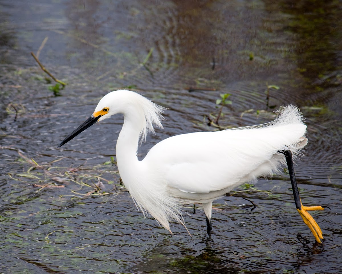 Snowy Egret