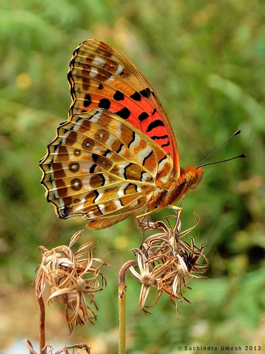 Indian Fritillary