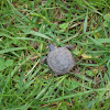 Scorpion mud turtle