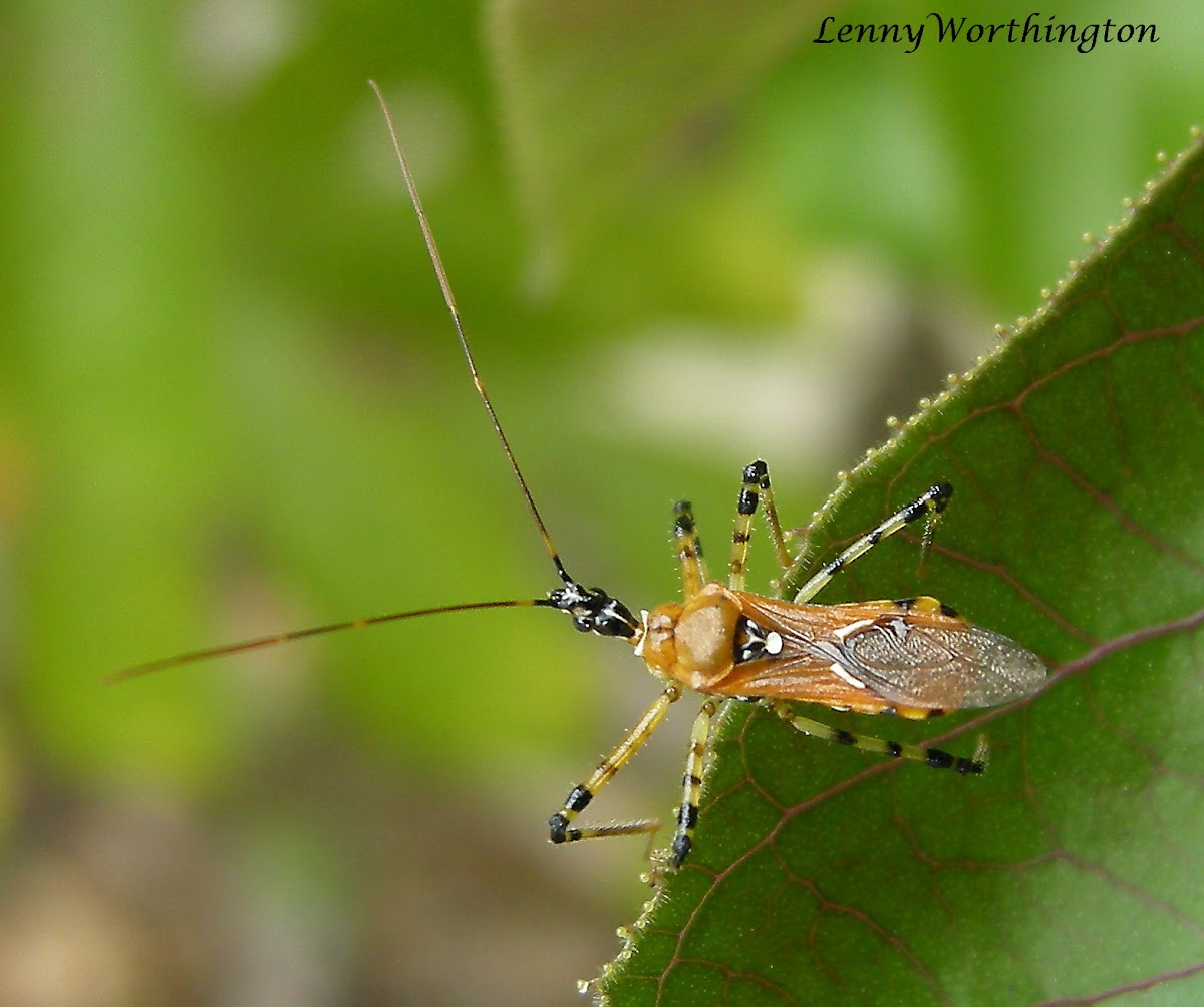 Unknown Assassin Bug