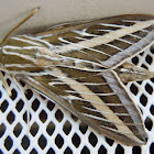 White-lined sphinx