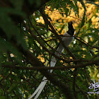 Asian Paradise-flycatcher