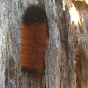 Woolly Bear Caterpillar