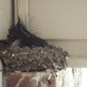 Barn Swallow