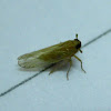 Tiny planthopper