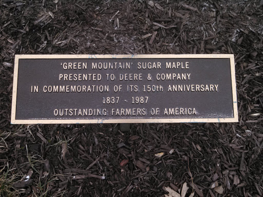 Green Mountain Sugar Maple