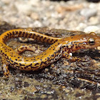 Longtailed Salamander