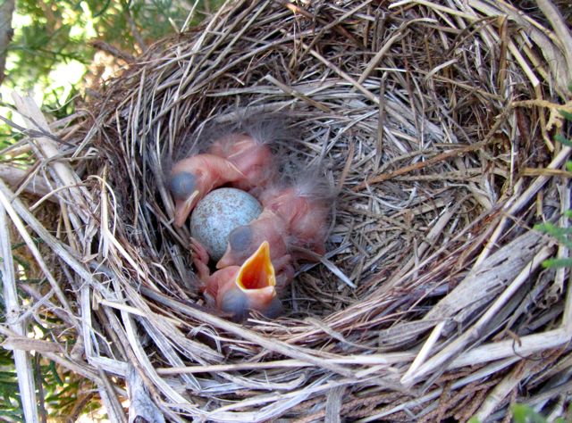 Spotless Starling's nest