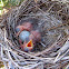 Spotless Starling's nest
