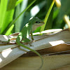 Green Anole (fight video)