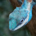 Blue Crested Tree Lizard
