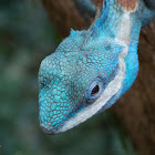 Blue Crested Tree Lizard