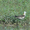 Pheasant-tailed Jacana