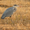 Grey Heron