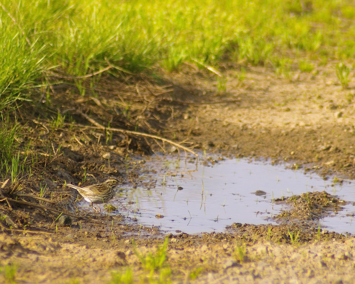 Savannah sparrow