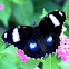 Great Eggfly or Blue Moon Butterfly ♂