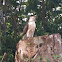 Big island Hawaiian hawk
