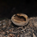Bowl Fungus