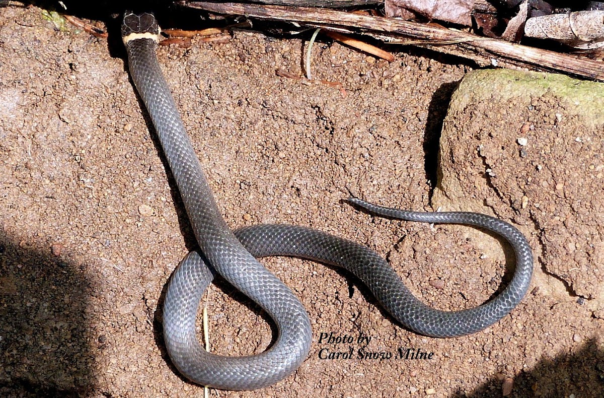 Ring-necked Snake