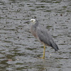 White-Faced Heron