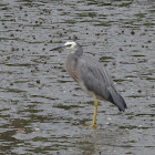 White-Faced Heron