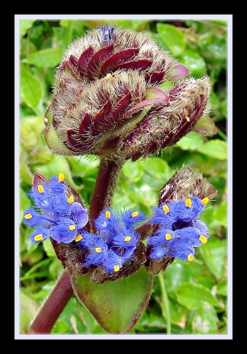 Cyanotis tuberosa wildflower