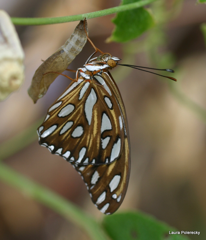 Gulf Fritilary butterfly