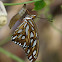 Gulf Fritilary butterfly