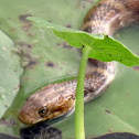 Banded water snake