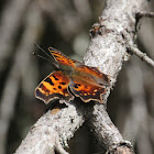 Green Comma or Faunus Anglewing