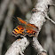 Green Comma or Faunus Anglewing