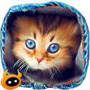 Find Kitten mobile app icon