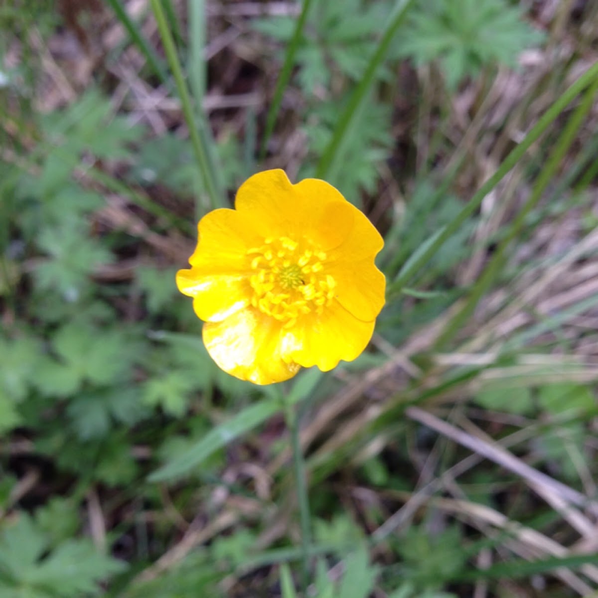 Giant buttercup