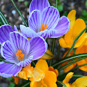 Crocus