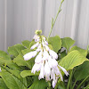 Hosta