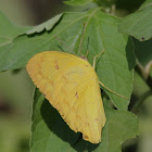 Orange Emigrant Butterfly