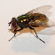 Green Blowfly