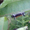 Milkweed Tussock Moth (Caterpillar)